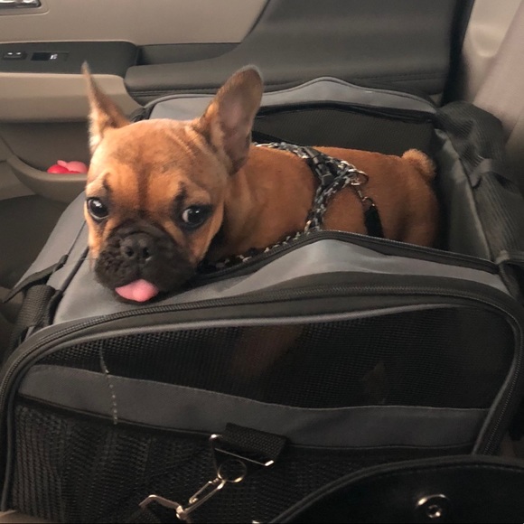 Meet Boomer! - Picture 4 of 4